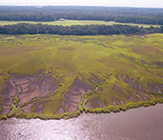 Salt marshes on the Georgia coast.
